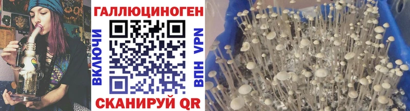 Галлюциногенные грибы Psilocybe дарнет шоп Соль-Илецк